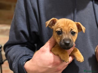 Jack Russell dogs Jack Russell Terrier puppies - Advert 6