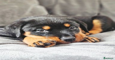 Rottweiler dogs in Battle - Advert 1