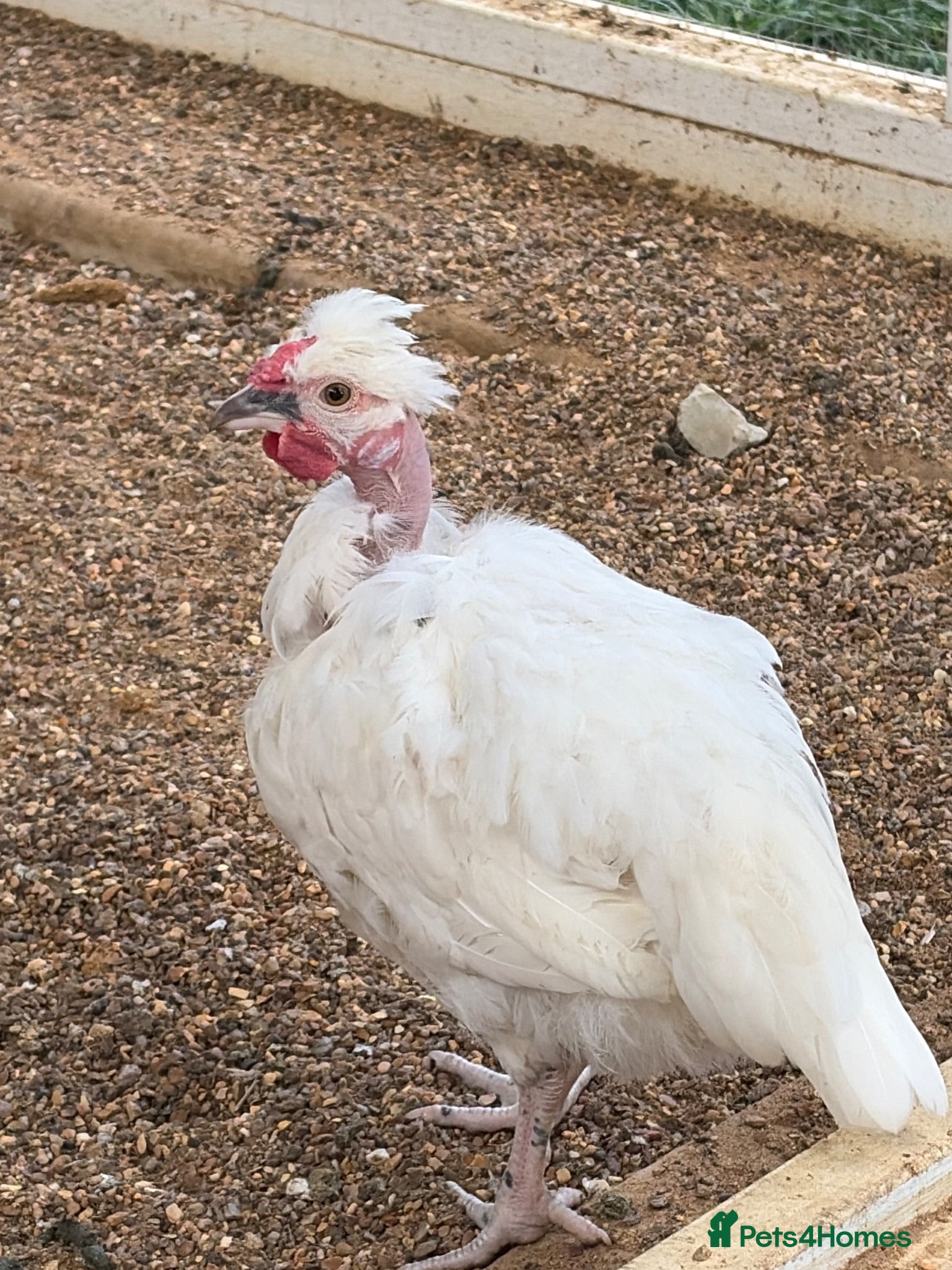 Chickens poultry Cockerel Leghorn x Naked neck - Advert 1