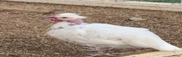 Chickens poultry for sale: Cockerel Leghorn x Naked neck - Advert 1