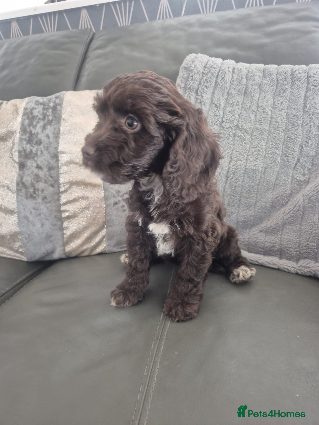 Cockapoo dogs for sale: F1 cockapoo - Ready Now - Image 34