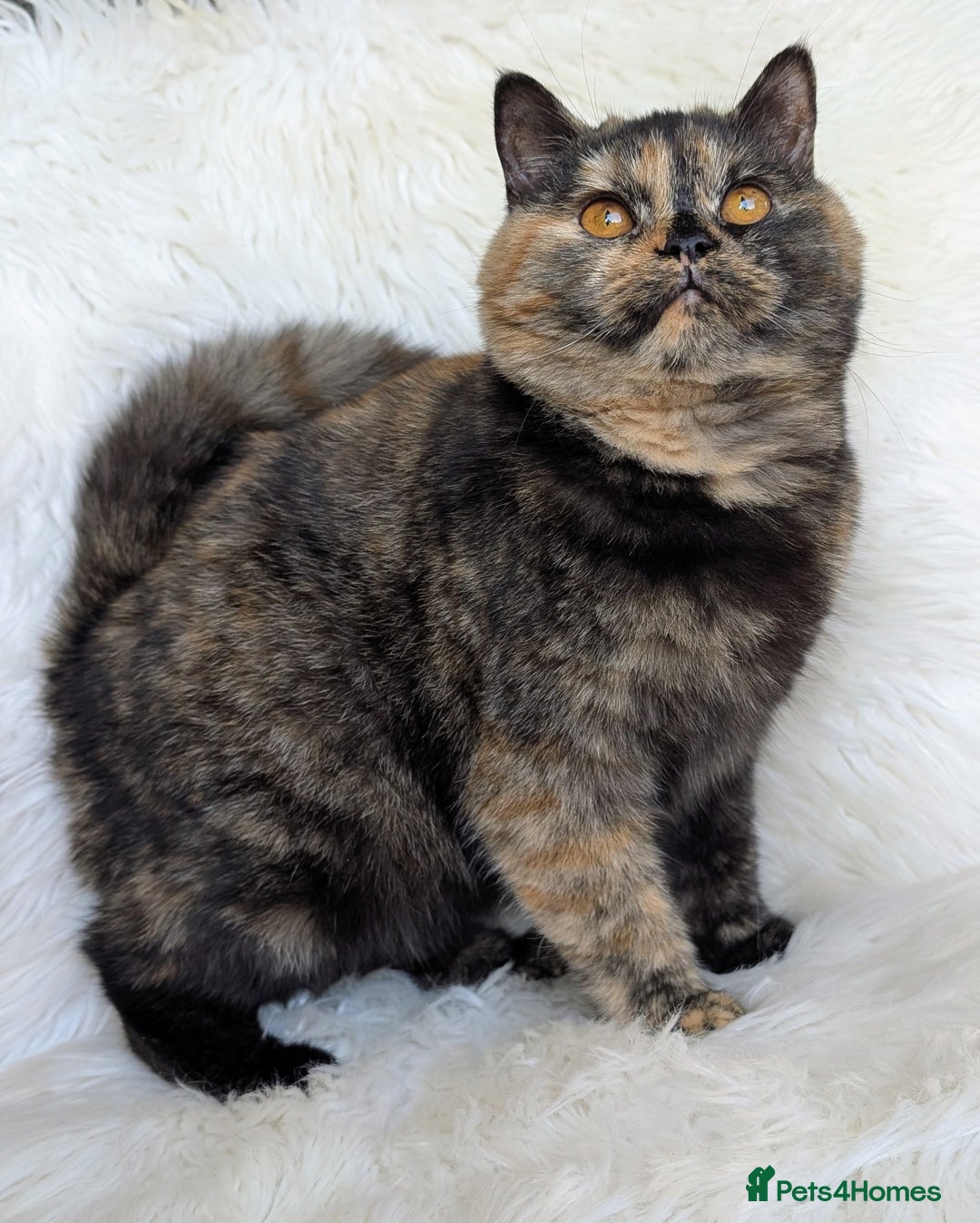 British Shorthair cats for sale: Amazing loving British shorthair kittens  - Advert 30