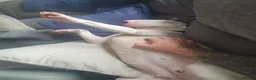 English Bull Terrier dogs for sale: English bull terrier female 21 months in Ashbourne - Advert 3