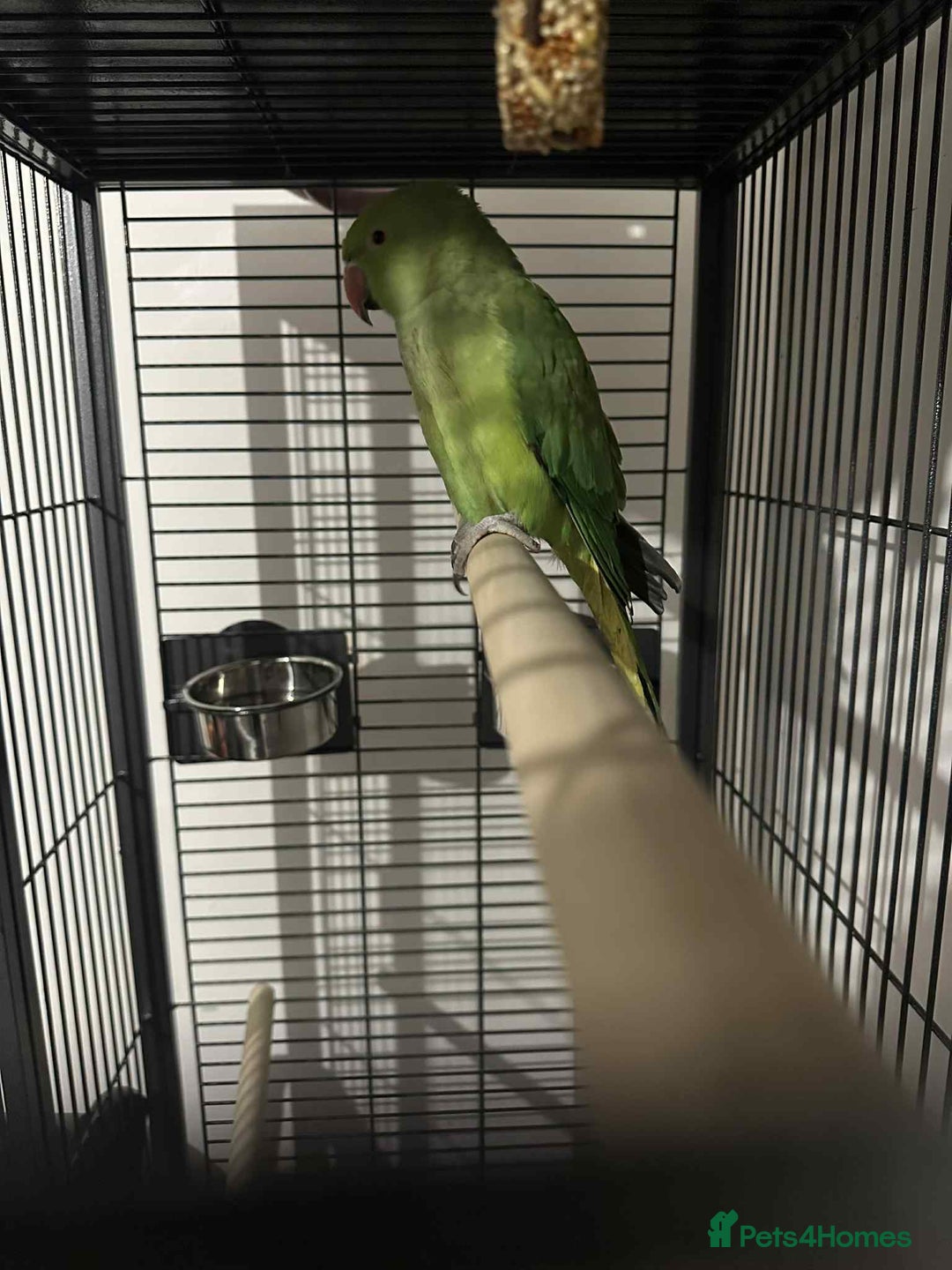 Ringnecks birds for sale: Indian green ringneck parrot - Advert 1