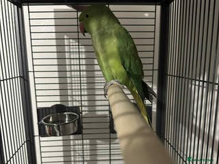 Ringnecks birds Indian green ringneck parrot - Advert 1