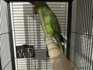 Ringnecks birds Indian green ringneck parrot - Advert 14