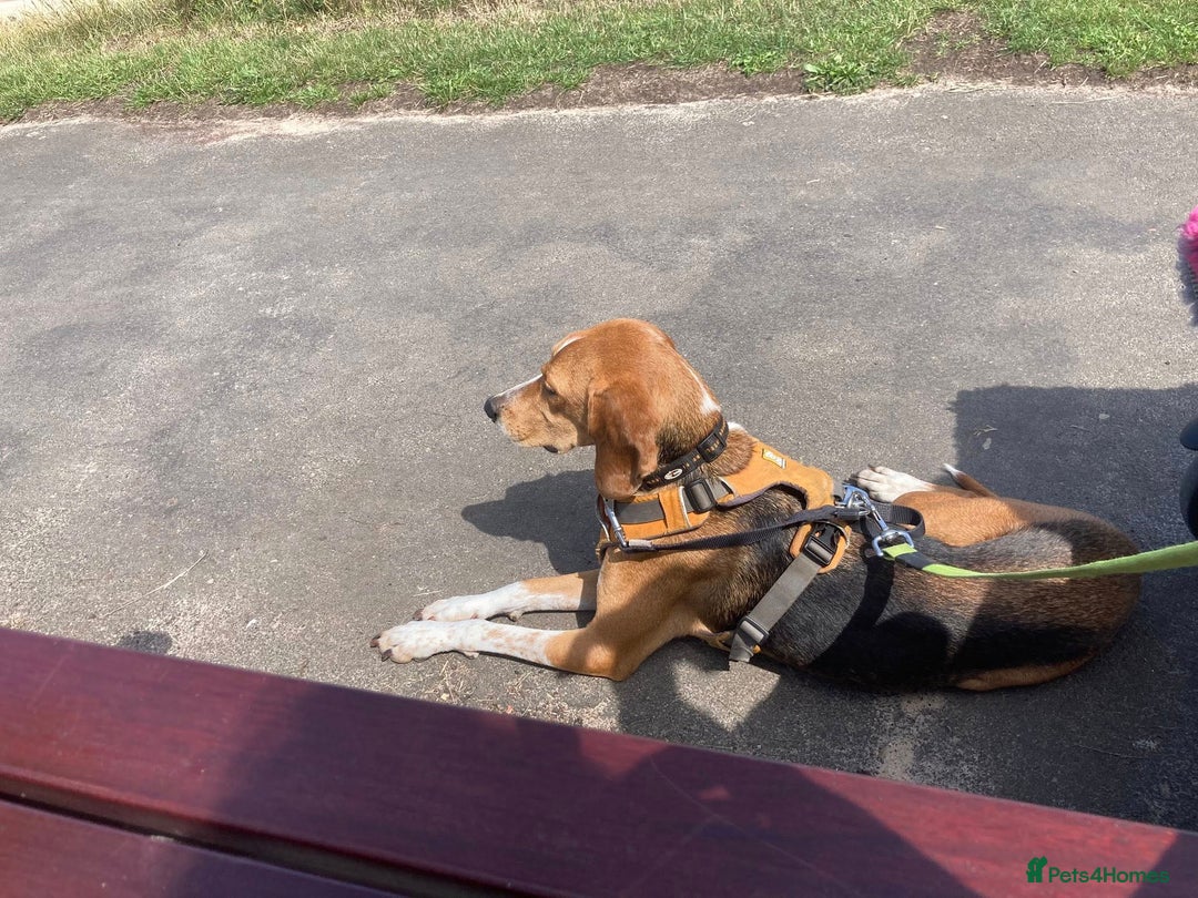 Mixed Breed dogs for adoption: Sweet Kody is ready for his forever sofa - Image 16