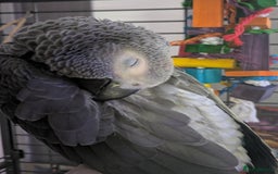 Parrots birds for sale: African grey parrot (Skittles) - Image 11