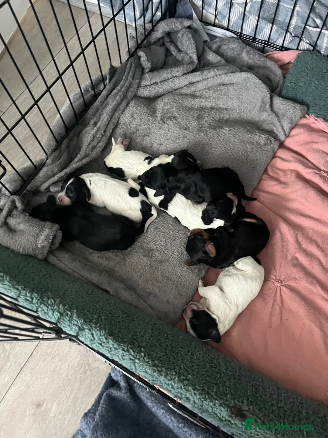 Cocker Spaniel dogs for sale: Puppy’s forsale in Wallsend - Advert 1
