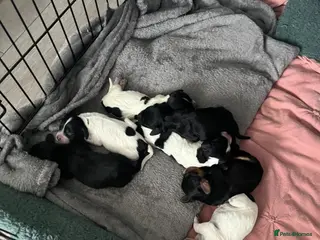 Cocker Spaniel dogs Puppy’s forsale - Advert 11