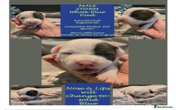 Staffordshire Bull Terrier dogs for sale: VERY RARE WHITE BLUE PIED & BLUE/WHITE SBT'S - Image 1