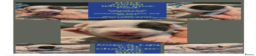 STORM - White Blue Pied - Solid White -  Single Blue Eye Patch