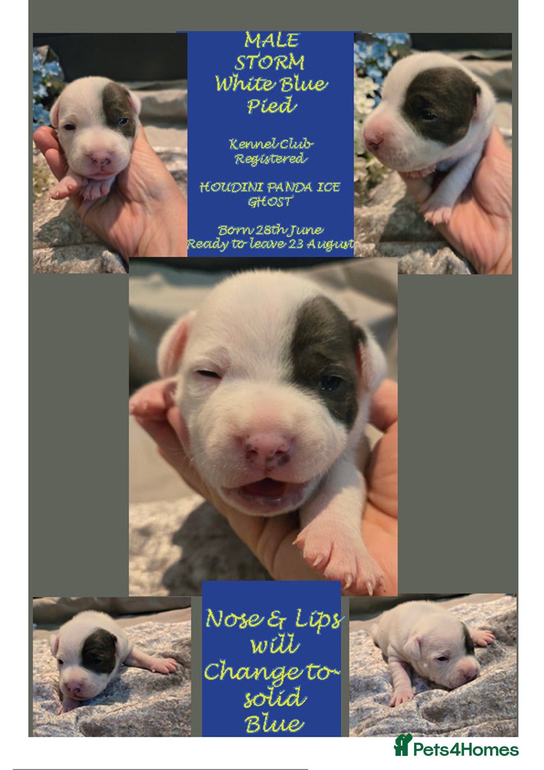 Staffordshire Bull Terrier dogs for sale: VERY RARE WHITE BLUE PIED & BLUE/WHITE SBT'S - Image 1