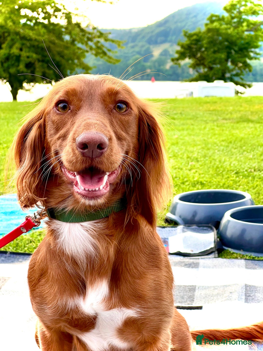 Cocker Spaniel dogs for sale: 🧡 Waiting List OPEN! 🧡 Fox Red WCS - Image 1