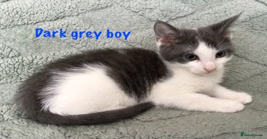 Turkish Van cats - Advert 6