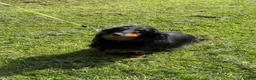 Miniature Dachshund dogs for sale: Lovely 6y old spayed girl - Advert 6
