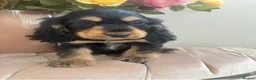 Cocker Spaniel dogs for sale: Cocker spaniel Show type  - Advert 9