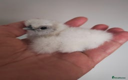 Chickens poultry for sale: USA silkie, jumbo coturnix, celadon quails - Image 2