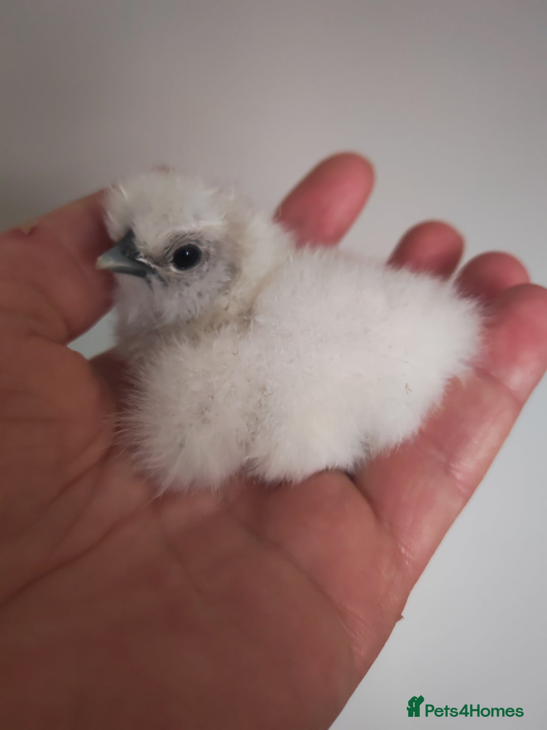 Chickens poultry for sale: USA silkie, jumbo coturnix, celadon quails - Image 2