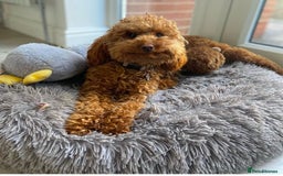 Miniature Poodle dogs for stud: KC health tested dog via POLICE K9 behaviourist - Image 20