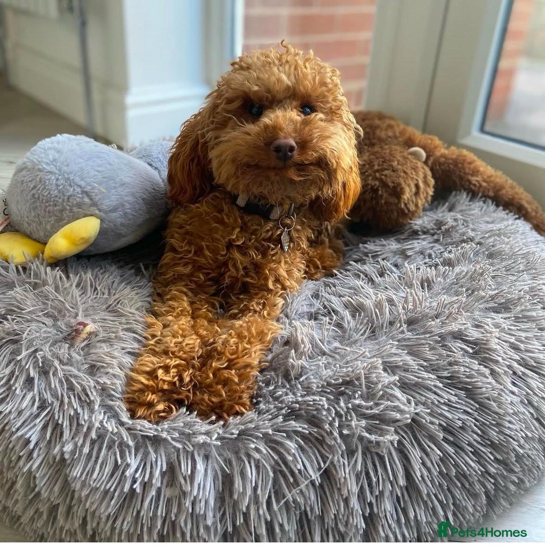 Miniature Poodle dogs for stud: KC health tested dog via POLICE K9 behaviourist - Image 20