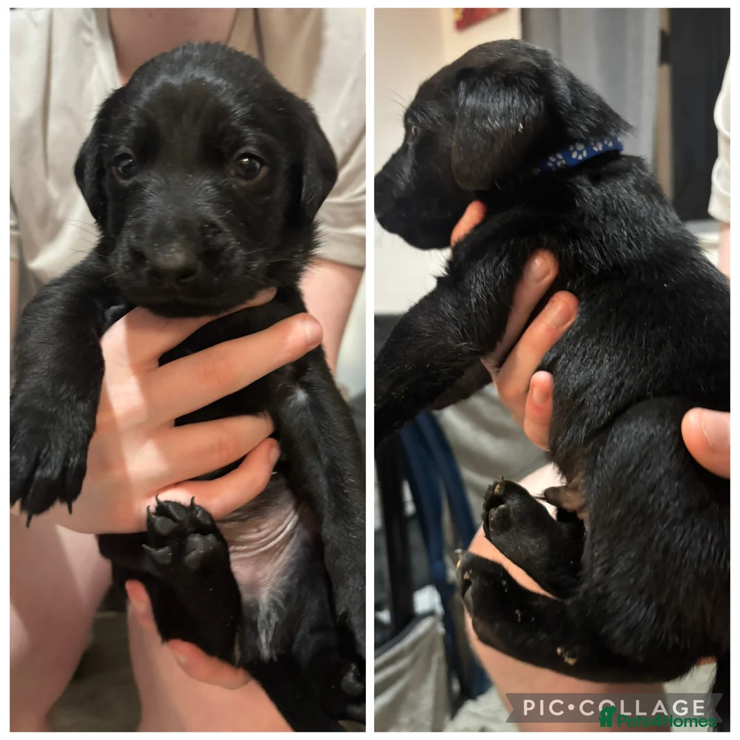 Labrador Retriever dogs for sale: Black Labrador puppies  - Advert 2