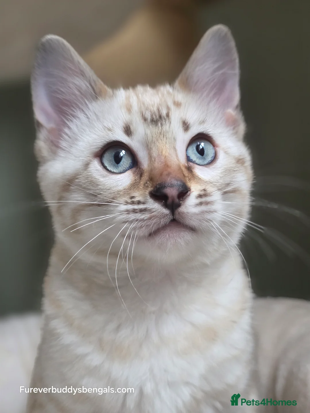 Bengal cats for sale: Gorgeous Rosetted Bengal Kittens  in Congleton - Advert 20