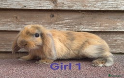 Mini Lop rabbits for sale: Mini lops - Image 3