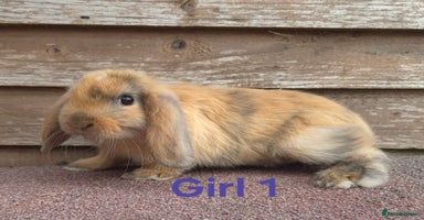 Mini Lop rabbits - Advert 15