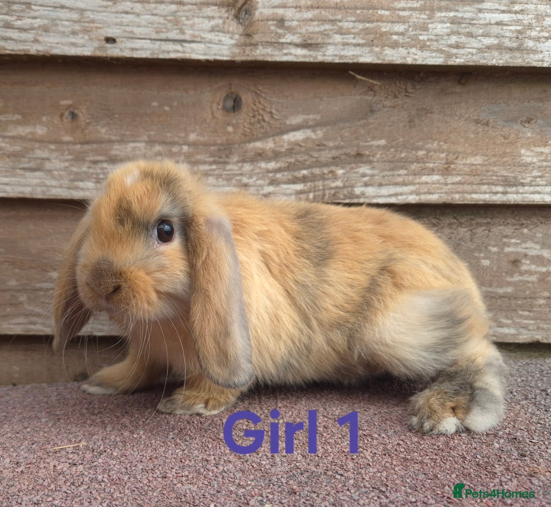 Mini Lop rabbits for sale: Mini lops - Image 3