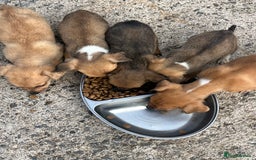 Jack Russell dogs for sale: Short legged Jack Russell’s  - Image 7