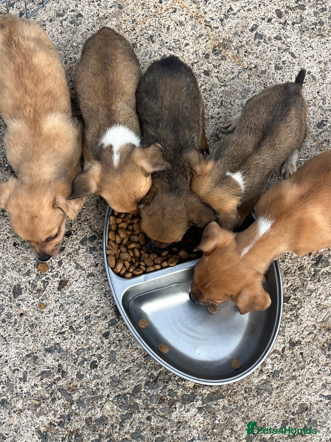 Jack Russell dogs for sale: Short legged Jack Russell’s  - Image 7