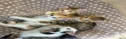 Mixed Breed cats for sale: Gorgeous little of kittens for sale  in Maidenhead - Advert 7