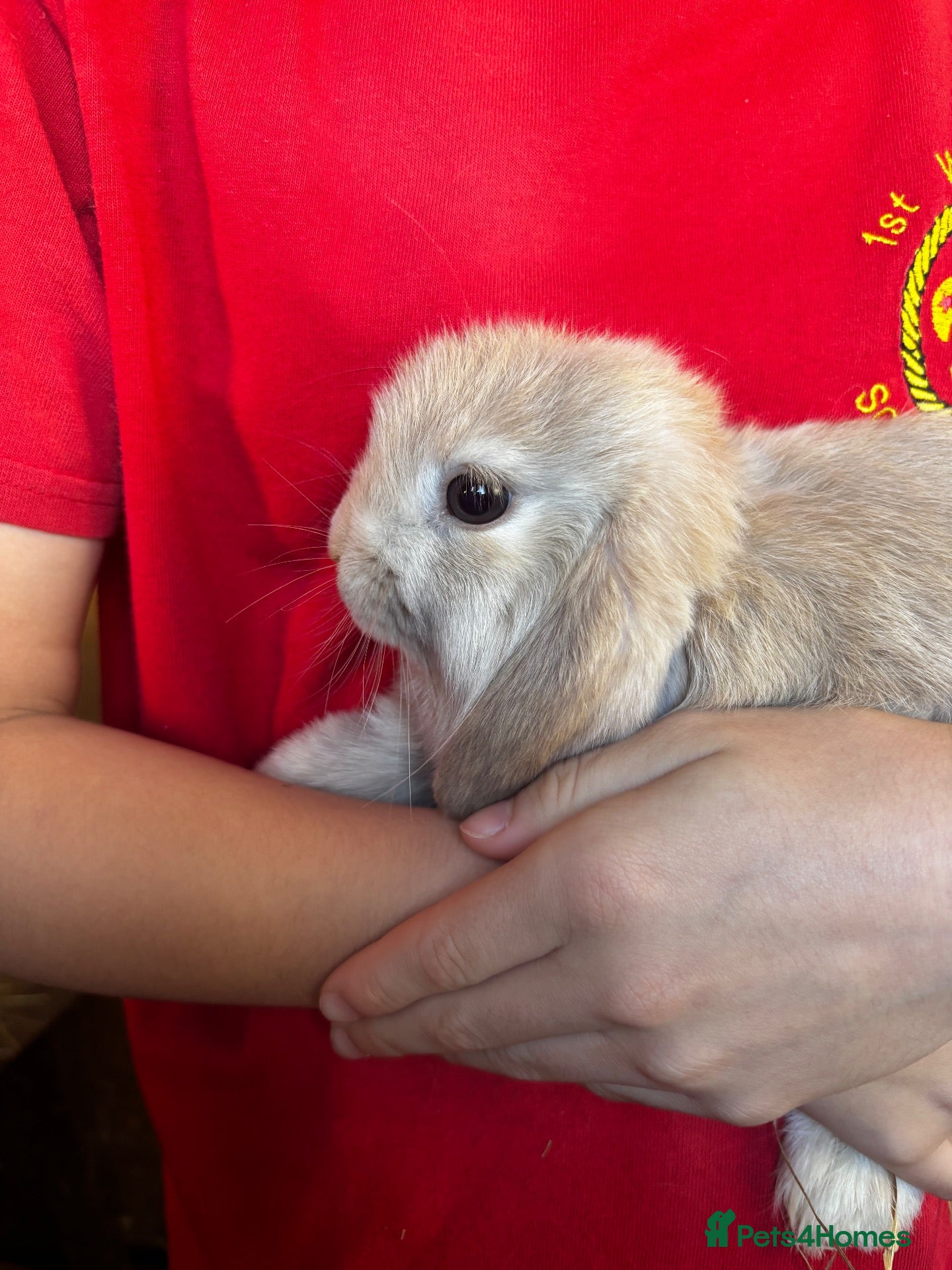 Mini Lop rabbits Beautiful baby Mini Lops - Advert 1