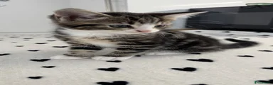 Kitten 3