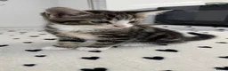 Mixed Breed cats for sale: RAGDOLL Mix stunning kittens!! - Advert 10