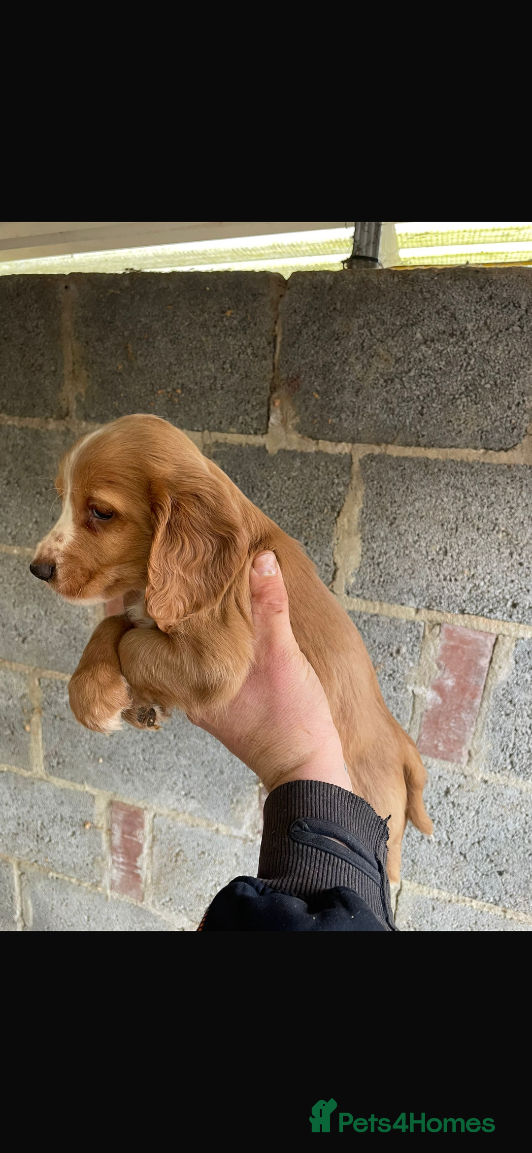 Maltipoo dogs for sale: Toy maltipoo puppies (toy poodle) - Advert 5