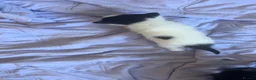 Mixed Breed cats for sale: Black and white kitten in Peterborough - Advert 5