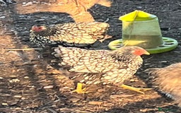 Chickens poultry for sale: Lovely Point of Lay Hybrid Hens - Image 13