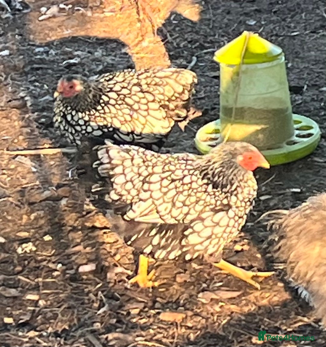 Chickens poultry for sale: Lovely Point of Lay Hybrid Hens - Image 13