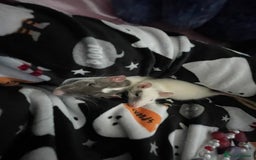 Rat rodents for sale: X 2 fancy rats and cage for sale - Image 1