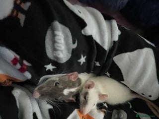 Rat rodents - Advert 2