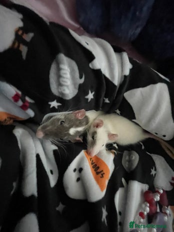 Rat rodents - Advert 1