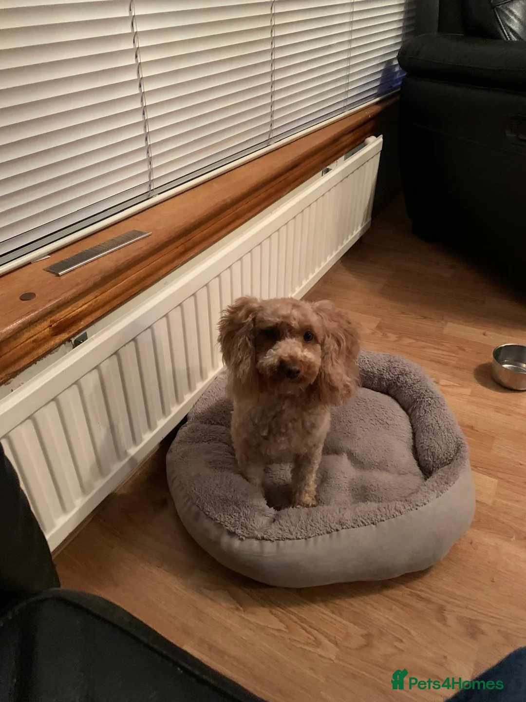 Chipoo dogs for sale: Chihuahua cross poodle puppies - Advert 7