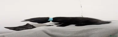 Light blue boy 