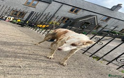 Mixed Breed dogs for sale: Border collie - Image 11