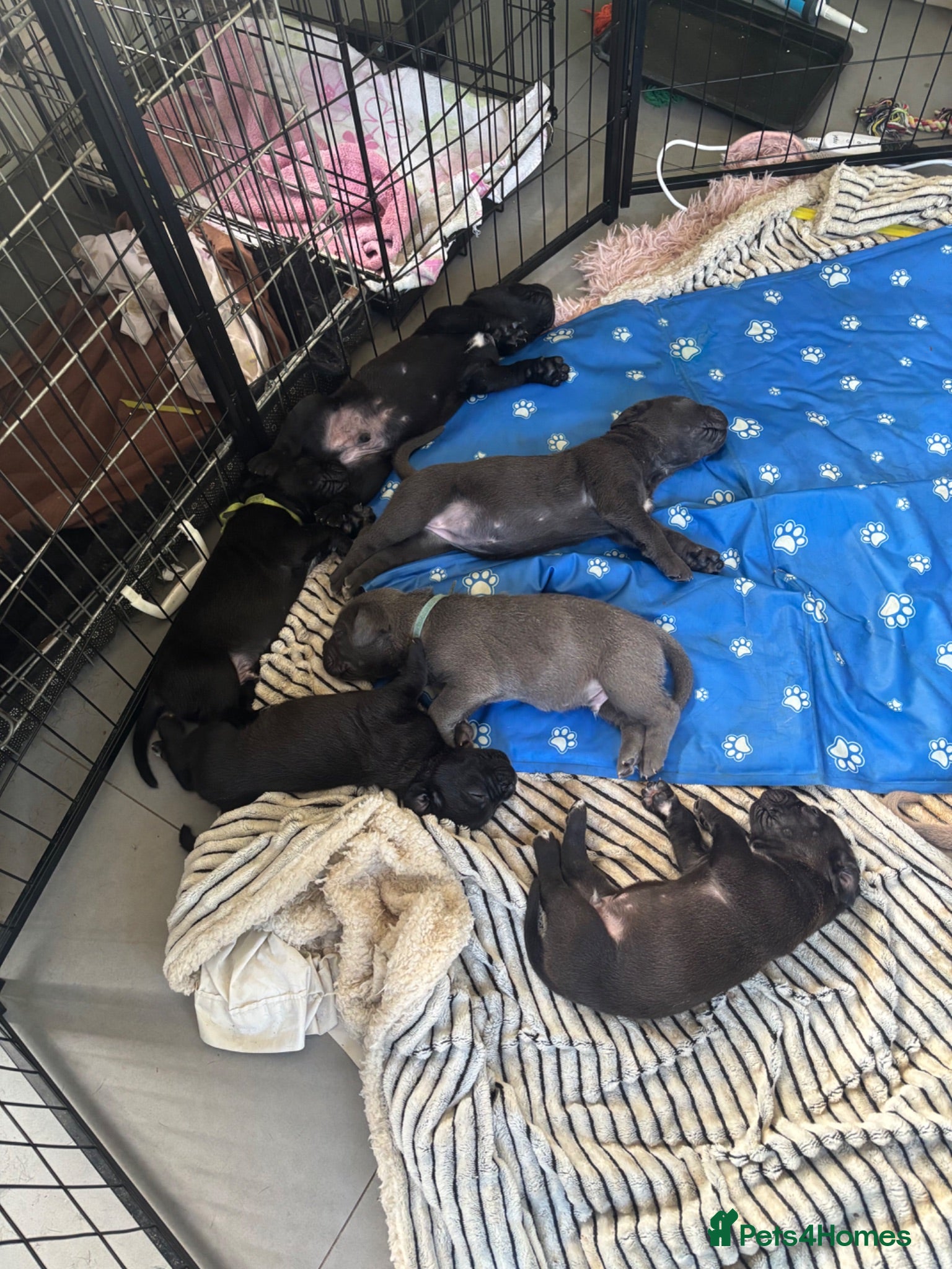 Mixed Breed dogs XLCane CorsoxBoerboel Pups Ready for Loving Homes - Advert 2