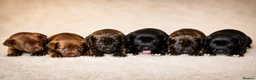Mixed Breed dogs for sale: CANE COLLIE hybrid  - Advert 1