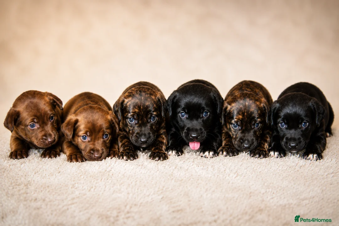 Mixed Breed dogs for sale: CANE COLLIE hybrid  - Advert 1