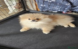 Pomeranian dogs for sale: 1 male, 1 female Pomeranian puppies 3 months old.  - Image 6